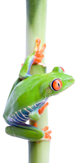 frog1.jpg