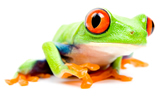 frog4.jpg