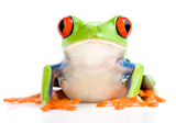 frog6.jpg